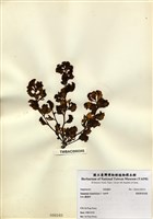 藏品(重緣葉馬尾藻)的圖片